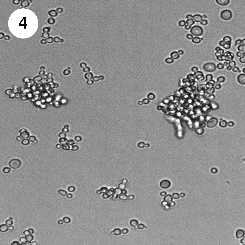 Candida spp